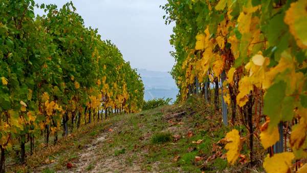 Trekking Langhe Escursioni Italia