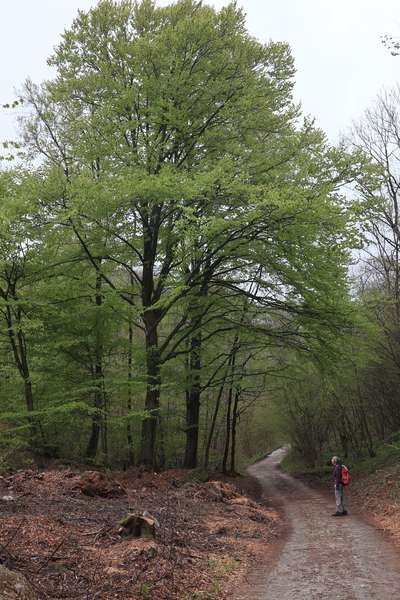 Faggio Sulla Via Per I Pian Dei Resinelli