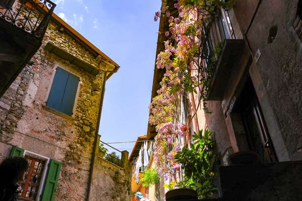 Glicine nel Borgo di Castello in Val Solda