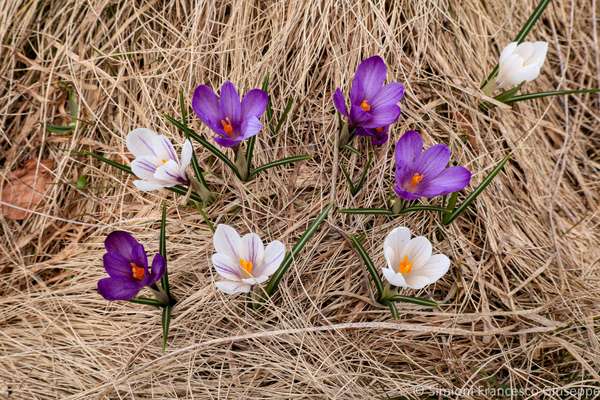 Cima di Fojorina Crocus