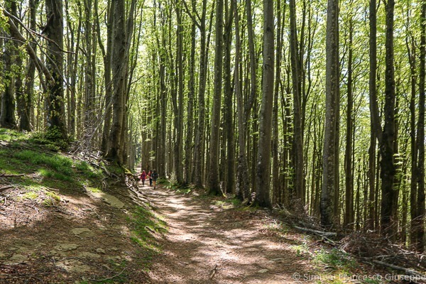 Trekking Foreste Casentinesi