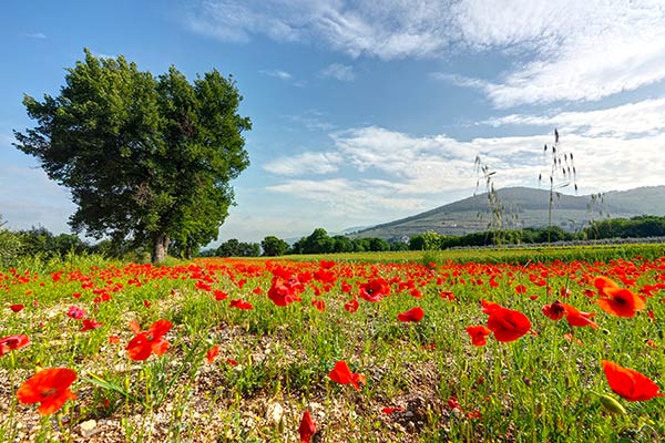 Trekking Umbria sui sentieri di San Francesco