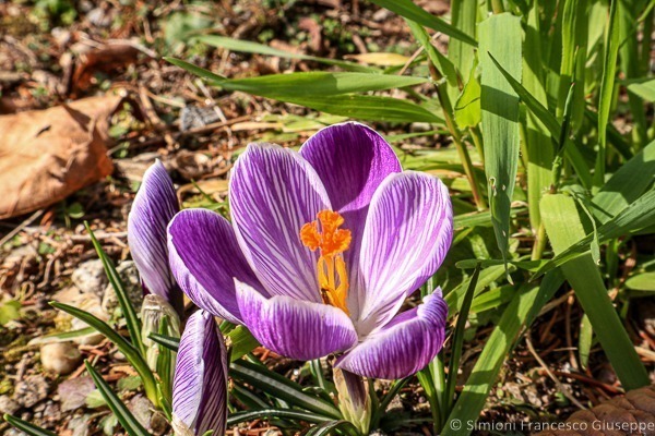 Trekking Fiori Crocus Sacro Monte Di Ghiffa