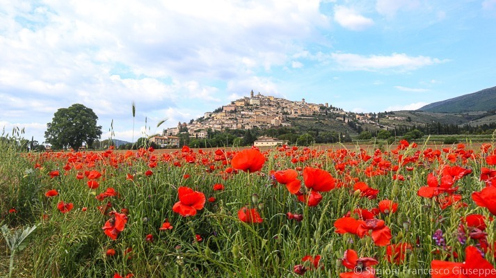 Trevi campo di papaveri trekking Umbria