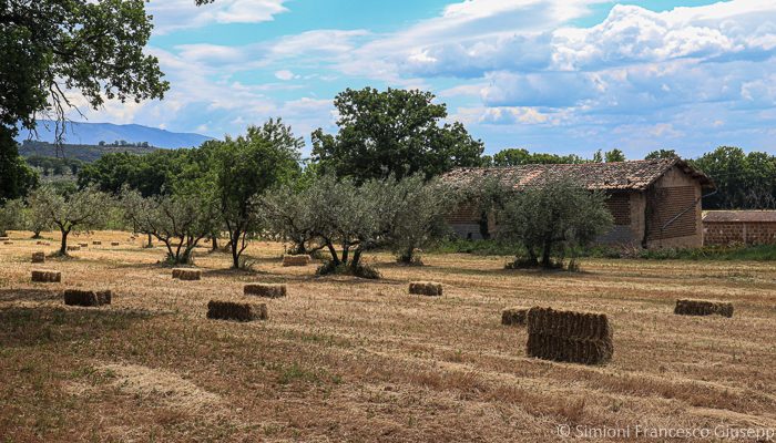 Trekking Spello grano campagna