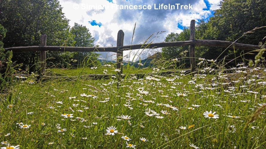 Trekking Montagna Triangolo Lariano Margherite