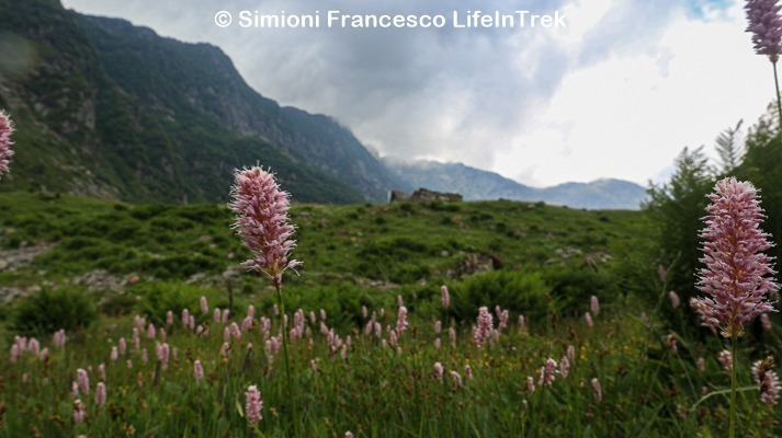 Trekking Milano Val Sorba Val Sesia Flora