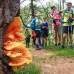 Autunno Raccolta Funghi Lifeintrek Trekking