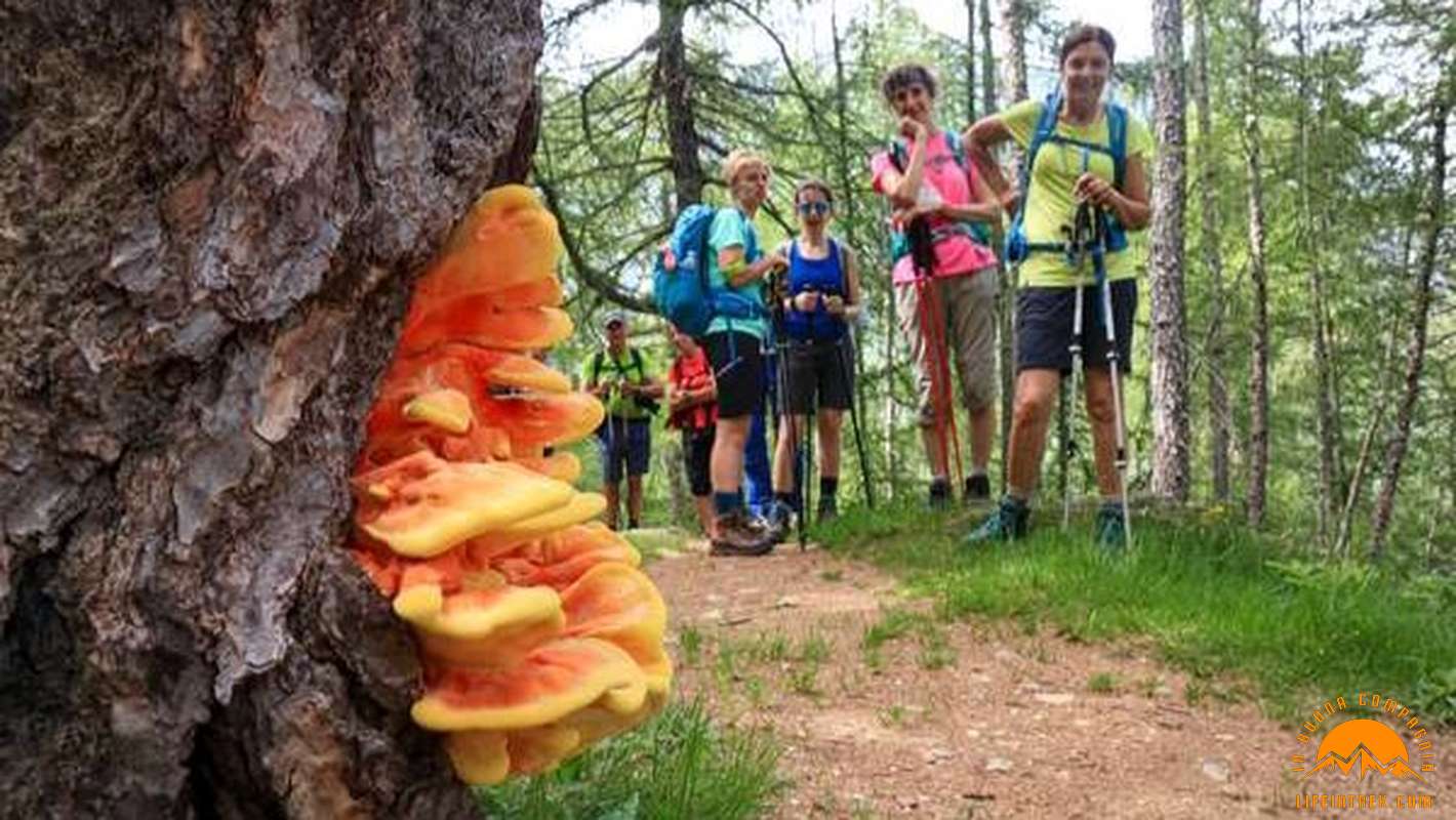 Autunno Raccolta Funghi Lifeintrek Trekking