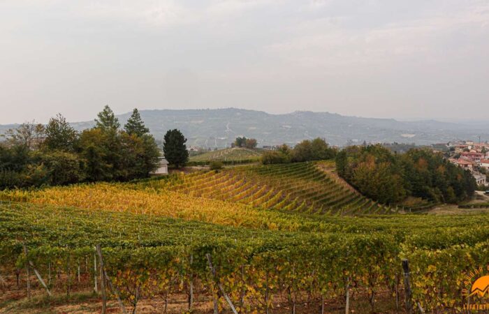 Trek Barolo Monforte Alba Trekking Lifeintrek Vigne Escursionismo
