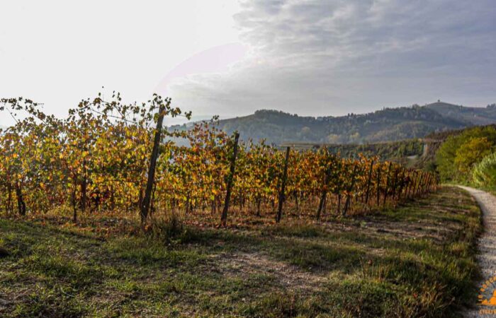 Trek Buttafuoco oltrepo pavese Vigne Trekking Lifeintrek-16