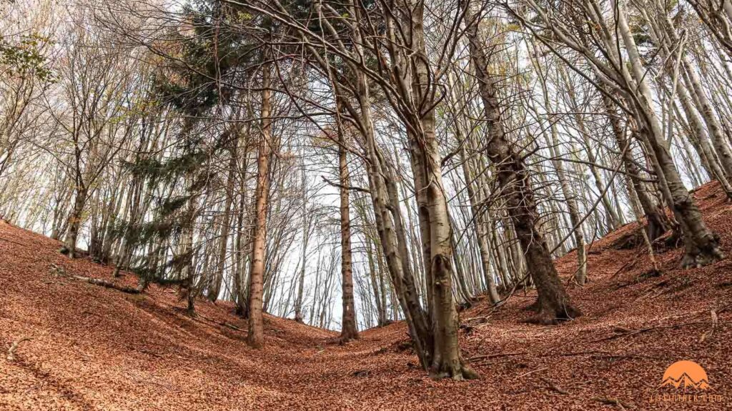 Lago Maggiore Trekking Viggiona Monte Pianbello Tremeno Trek Lifeintrek Panchina Monte Carza Piemonte Autunno Primavera Faggeta Betulla