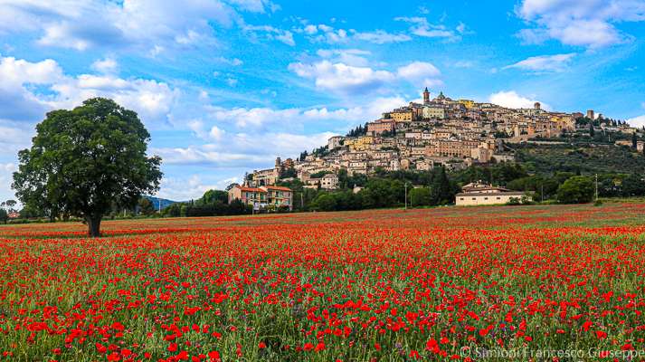 Trevi Umbria Campo di Papaveri