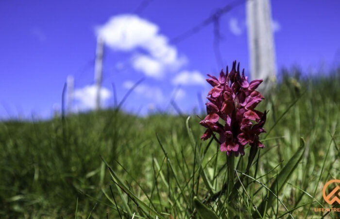 Val Curone Orchidea