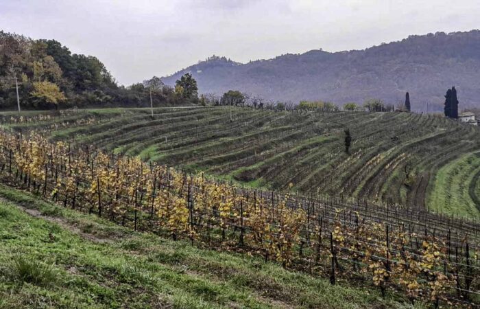 curone brianza trek in lombardia vigne colline e rosmarino gruppo trekking Milano legnano gallarate varese
