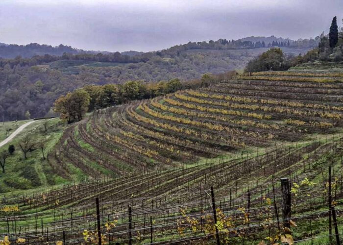 montevecchia curone brianza trek in lombardia vigne colline e rosmarino gruppo trekking Milano legnano gallarate varese