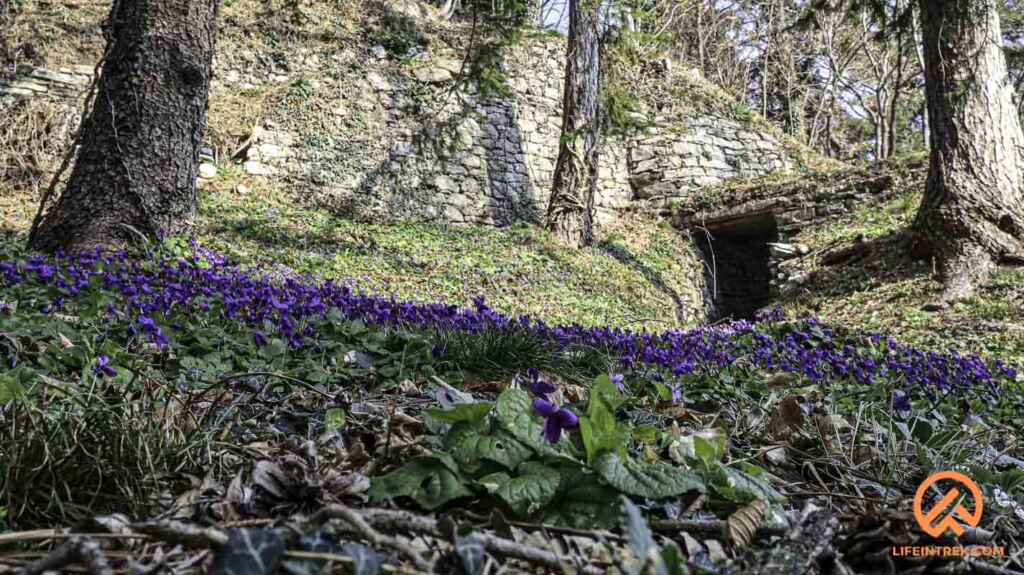 Violette Gruppo Trekking Busto Arsizio Lago di Como