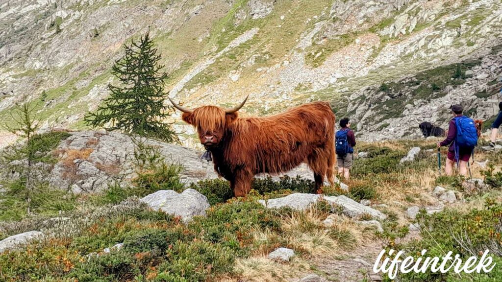 Valsesia mucca Peccia trekking Lifientrek