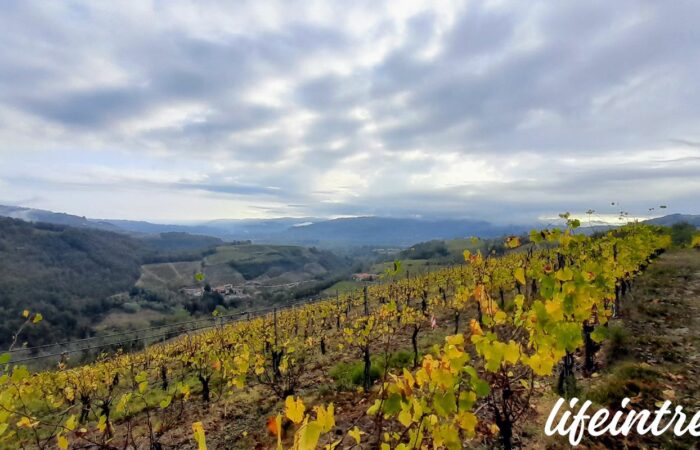 Trekking Langhe Moscato Brachetto Sentiero del Moscato