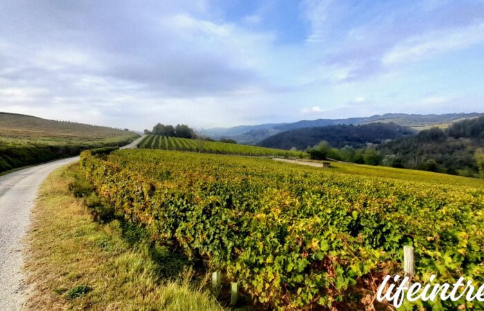 Trekking Langhe Moscato Brachetto