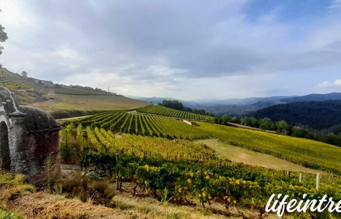 Trekking Langhe Moscato Brachetto trek colli vigne giro del Moscato