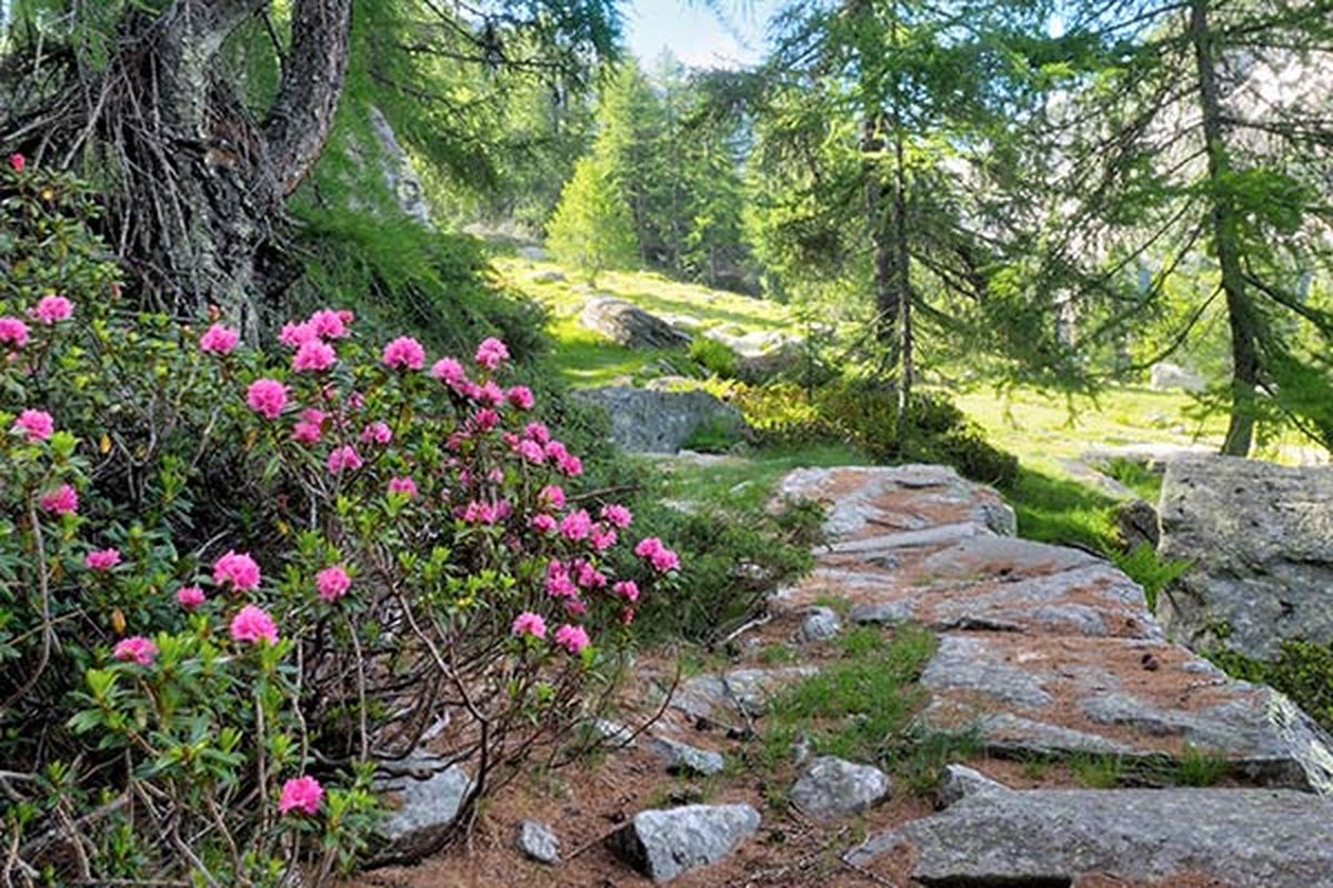 Sentieri Valle di Gressoney