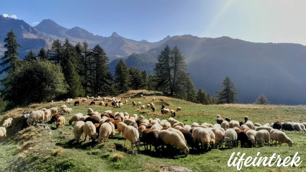 Gregge di pecore sul sentiero