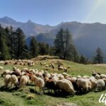 Gregge di pecore sul sentiero