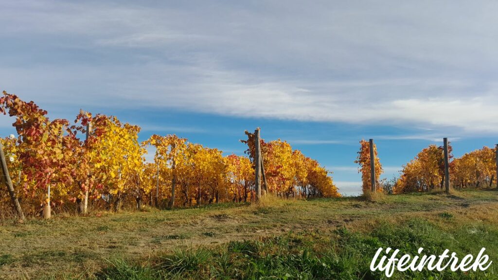 Trekking Monferrato Cappella Del Moscato VIgne in Autunno