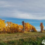 Trekking Monferrato Cappella Del Moscato VIgne in Autunno