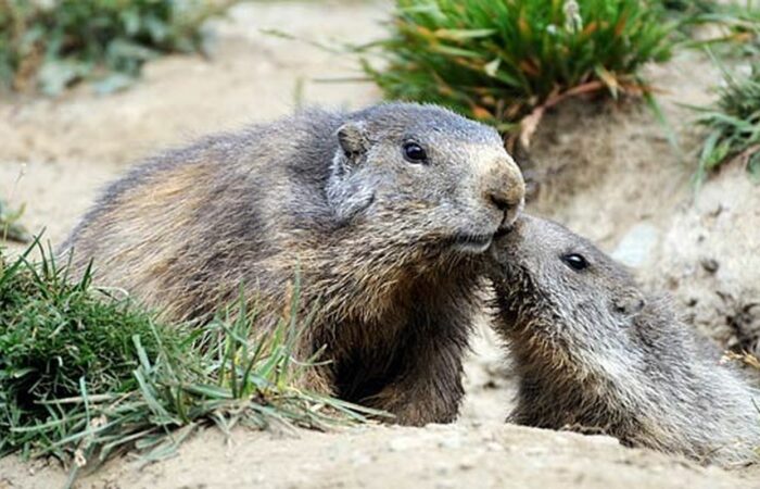 Marmotta Gran Paradiso