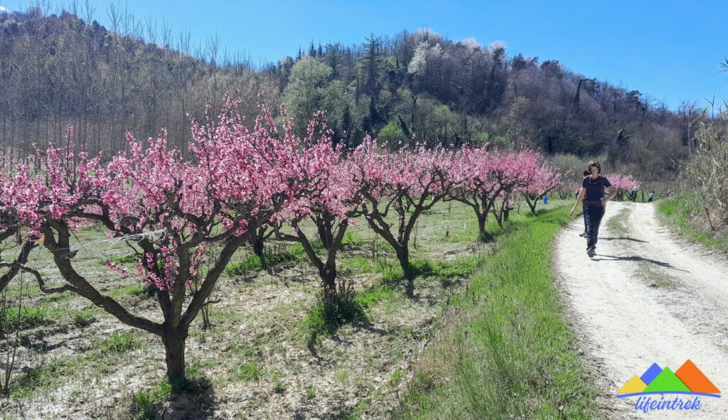 Alberi In Fiore Fioritura Piemonte Langhe