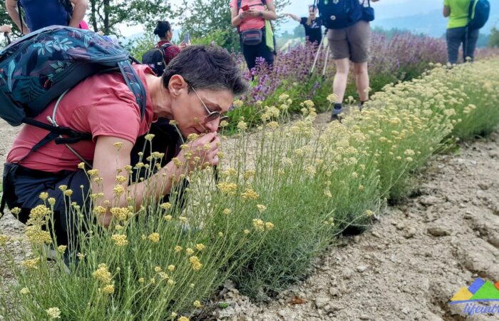 Life In Trek Camminare Tra le Erbe Officinali