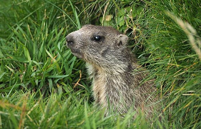 Marmotta fuori dalla Tana